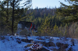 Swedish Elkhound Male Ark