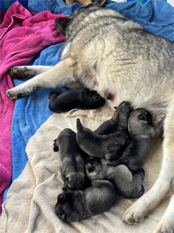 Willow has new Norwegian Elkhound puppies