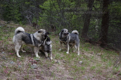 Takoda and 4 Generations of Working Elkhounds
