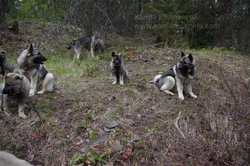 Luna and 4 Generations of Working Elkhounds
