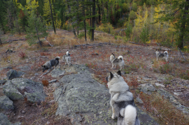 8 Norwegian Elkhound Females
