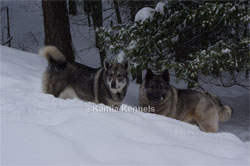 Aina Swedish Elkhound and Kamp Norwegian Elkhound