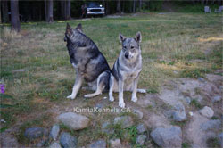 Two Swedish Elkhounds
