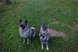 Kalia and Aina Swedish Elkhounds