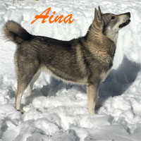 Aina Swedish Elkhound Images