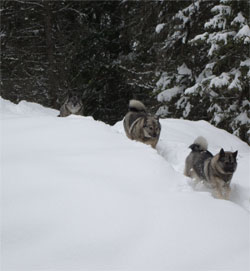 Kai and Tora and Mia Female Norwegian Elkhounds