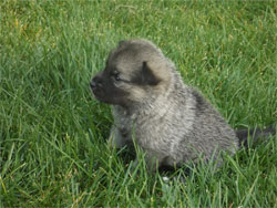 Kaleva - New Norwegian Elkhound pups