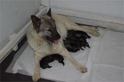 Silver Nova with her pups - Kaleva amoung them
