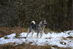 Jaegar Male Norwegian Elkhound