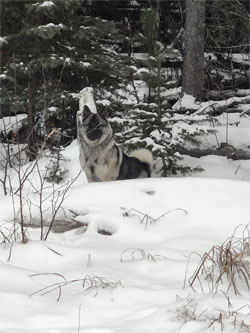 Fenn - Male Norwegian Elkhound