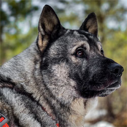 Karu - Norwegian Elkhound Male