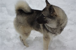 Leif - Norwegian Elkhound Stud Dog