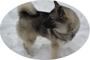 Leif Male Norwegian Elkhound