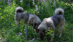 Leif and Tora, Norwegian Elkhounds