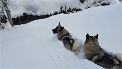 Leif and Tuva working toward the creek