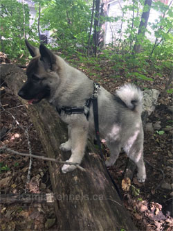 Torleif, Son of Leif and Tuva - Norwegian Elkhound Male