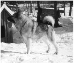 An Ancient Norwegian Elkhound Male
