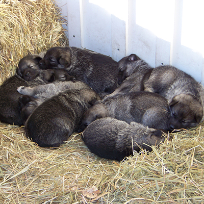 elkhound puppies for sale