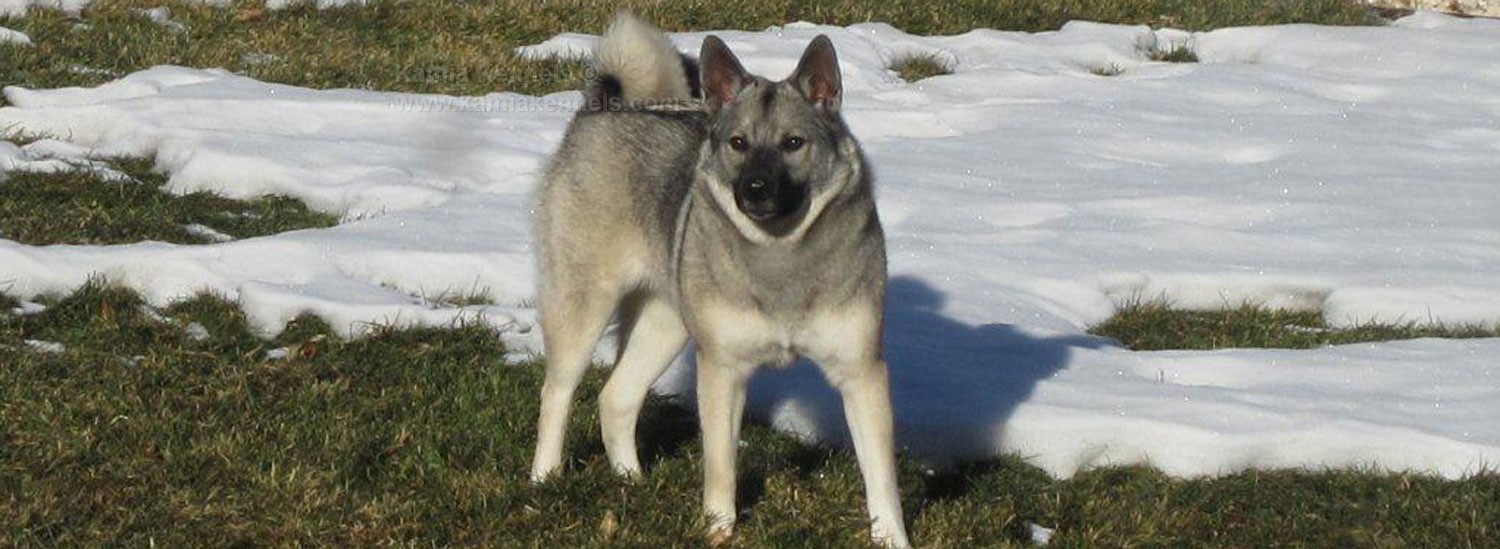 Norwegian and Swedish Elkhound Puppies