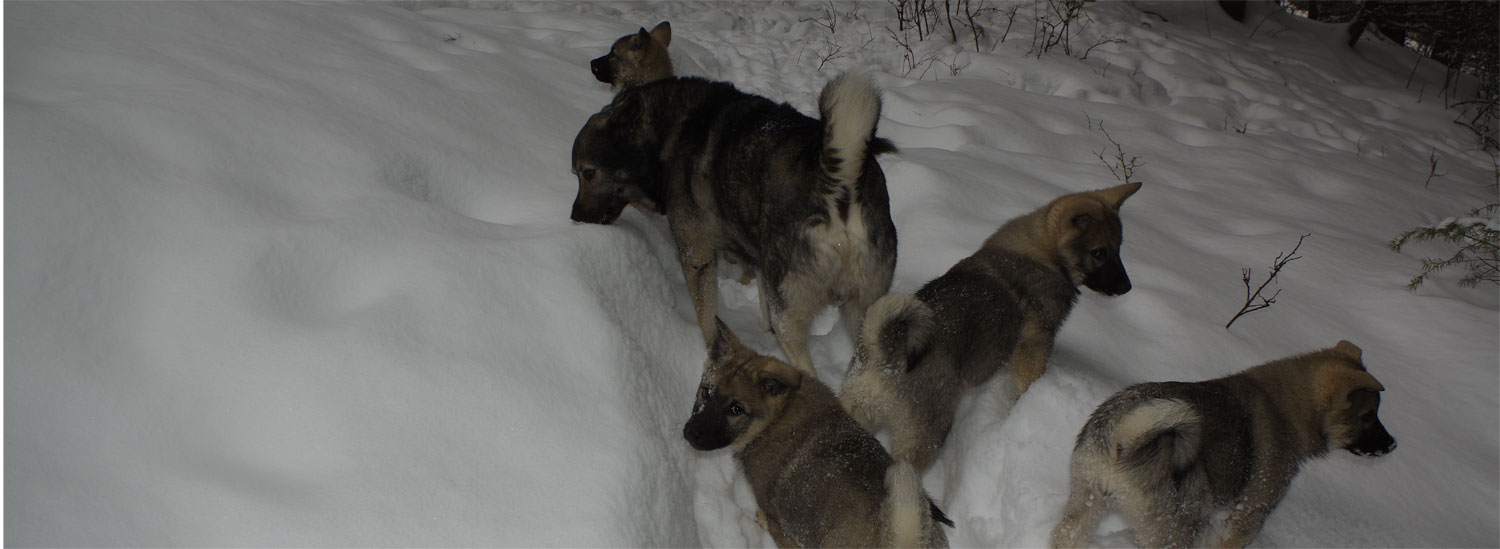 Norwegian and Swedish Elkhound Puppies