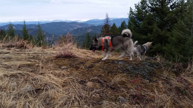 Elkhound Males MANE and Ruhne Hiking