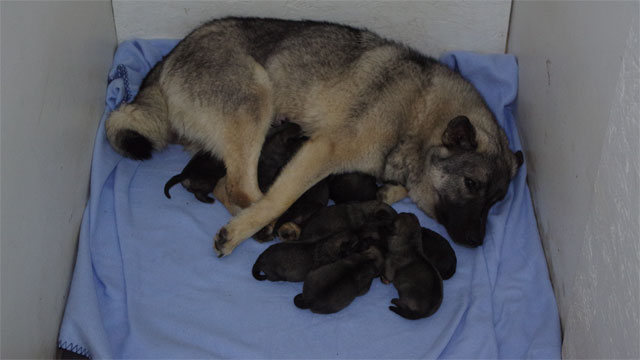 10 Norwegian Elkhound Pups