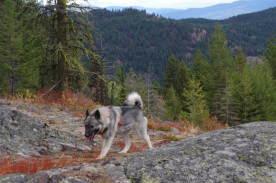 Luna and Tora - Norwegian Elkhound Females