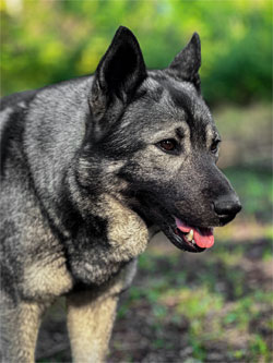 Fullblood Elkhound Female