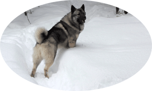 MANE Norwegian Elkhound Male