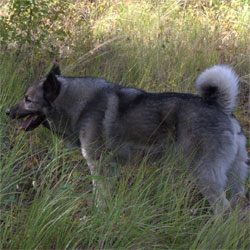 Teeko Norwegian Elkhound Male