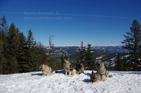 6 Norwegian Elkhounds on Mountain Hike