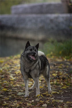 Ragnar Norwegian Elkhound Male