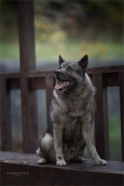 Ragnar, Magnificent Male Norwegian Elkhound