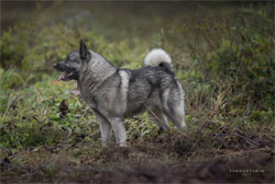 Ragnar Norwegian Elkhound Male