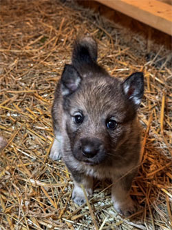 Fullblood Elkhound Female