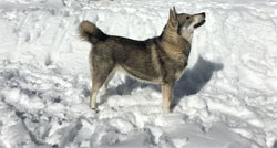 Aina Swedish Elkhound Female