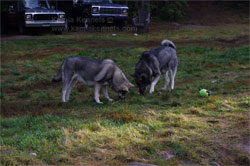 Takoda and Aina Training