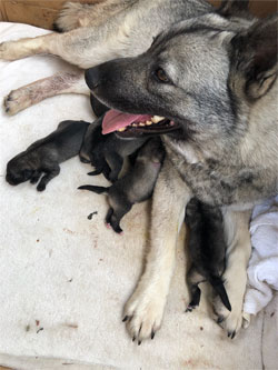 Rita Norwegian Elkhound with Puppies
