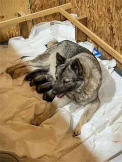 Rita Norwegian Elkhound with Puppies