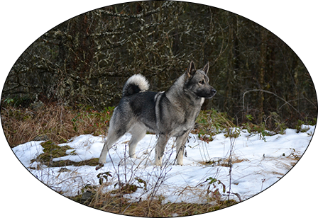 norwegian elkhounds watch dog