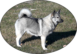tora elkhound dog