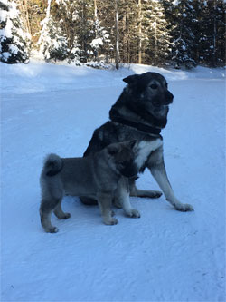 Takoda 9 Years Old Elkhound Male With Son Ripley