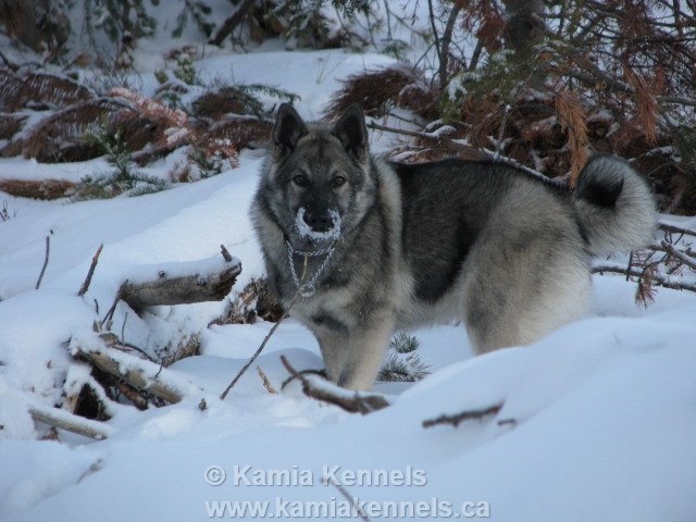 Tegan - Female Elkhound - Raised by Kamia Kennels