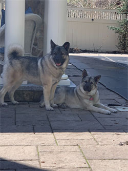 Echo and Timber Norwegian Elkhound Brothers