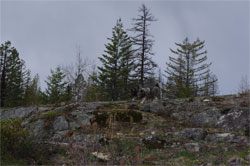 Tora and Takoda - Norwegian Elkhounds