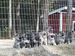 Tika is in this litter