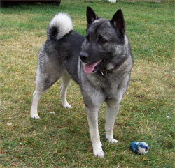 Golden Ring Elkhounds Tora and Desna