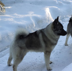 Loki - Grandson of Bram - Stud at Kamia Kennels