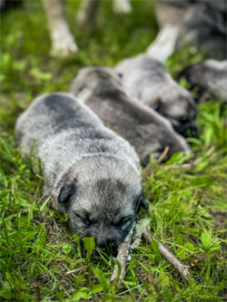 Vaeda Pups Outside