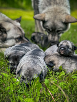 Vaeda, Norwegian Elkhound Female